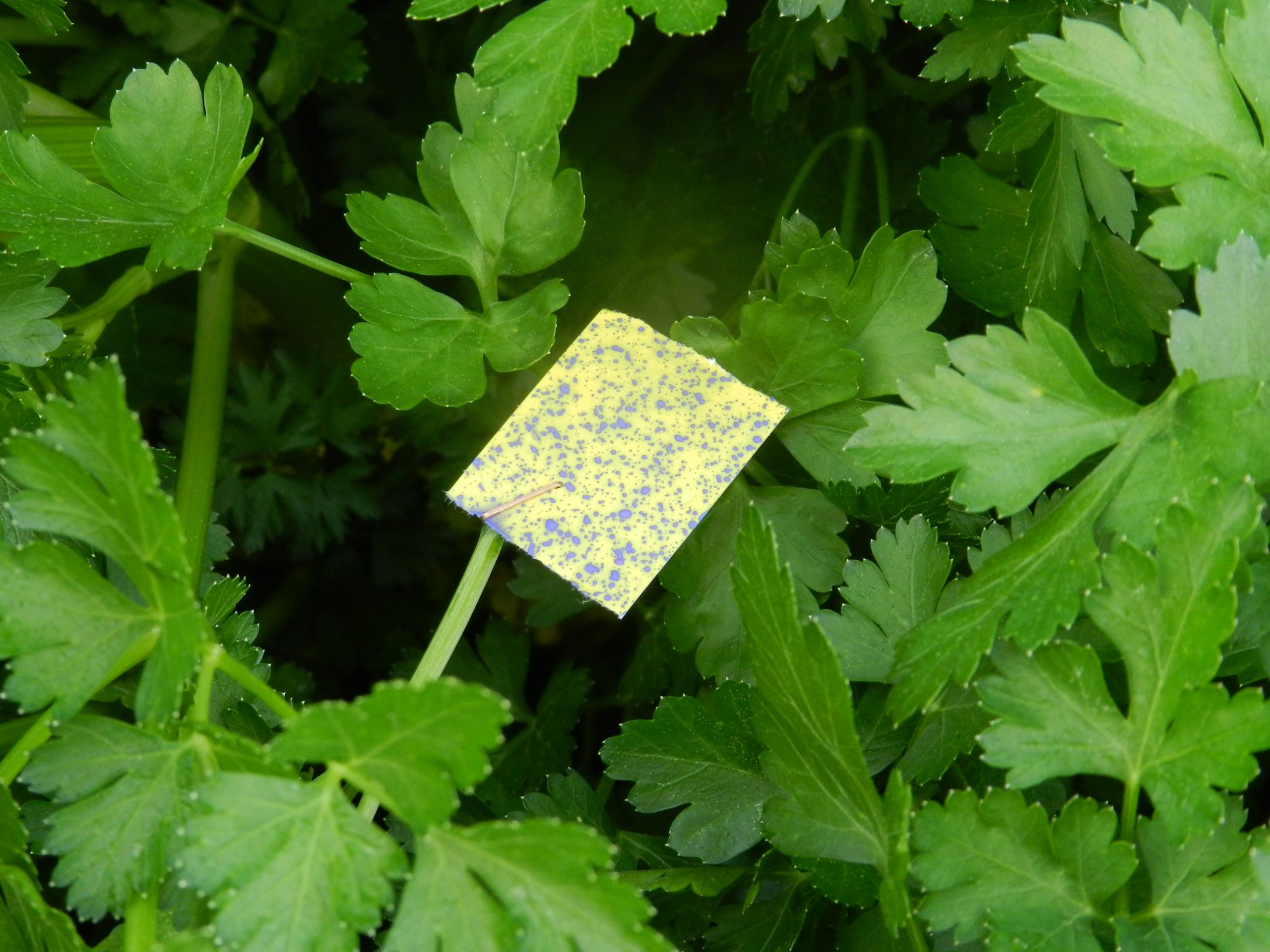 NEBULIZADOR SUSPENDIDO DTVS - Imagen 6