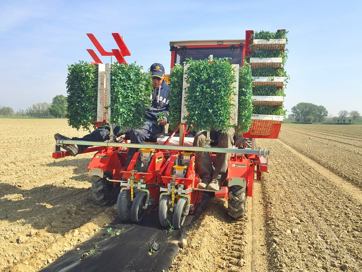 Trasplantadora Hortaliza Wolf - Imagen 4